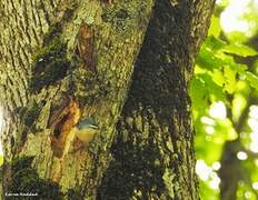 Algerian Nuthatch