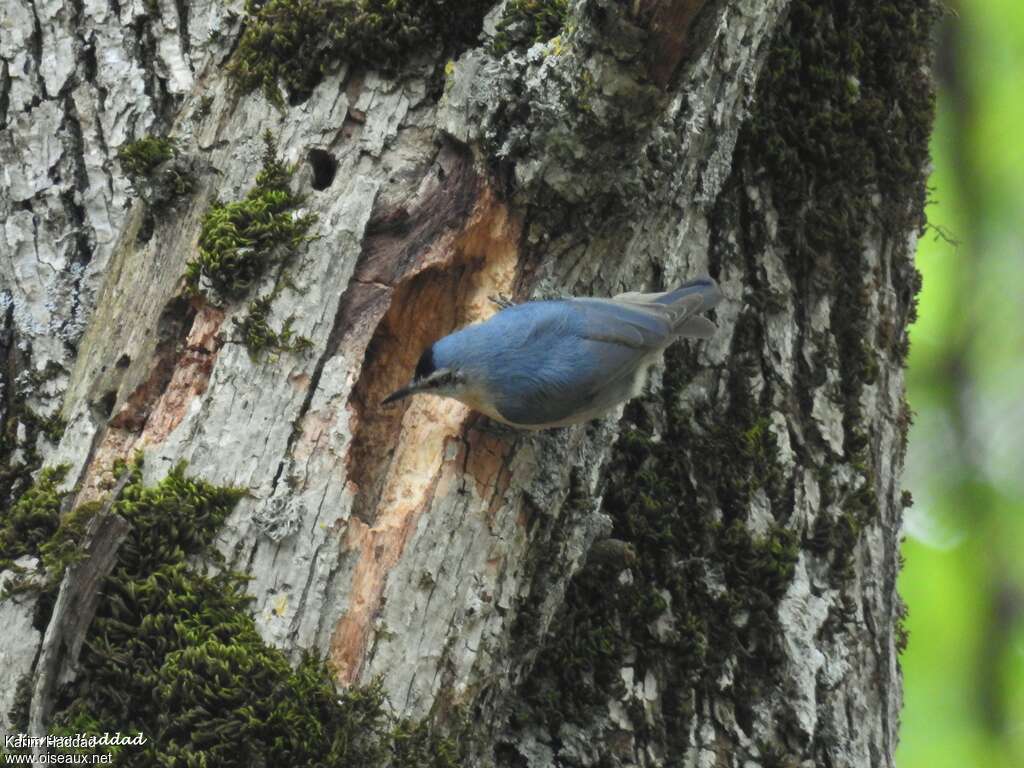 Algerian Nuthatch, identification