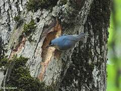 Algerian Nuthatch