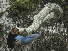 Algerian Nuthatch