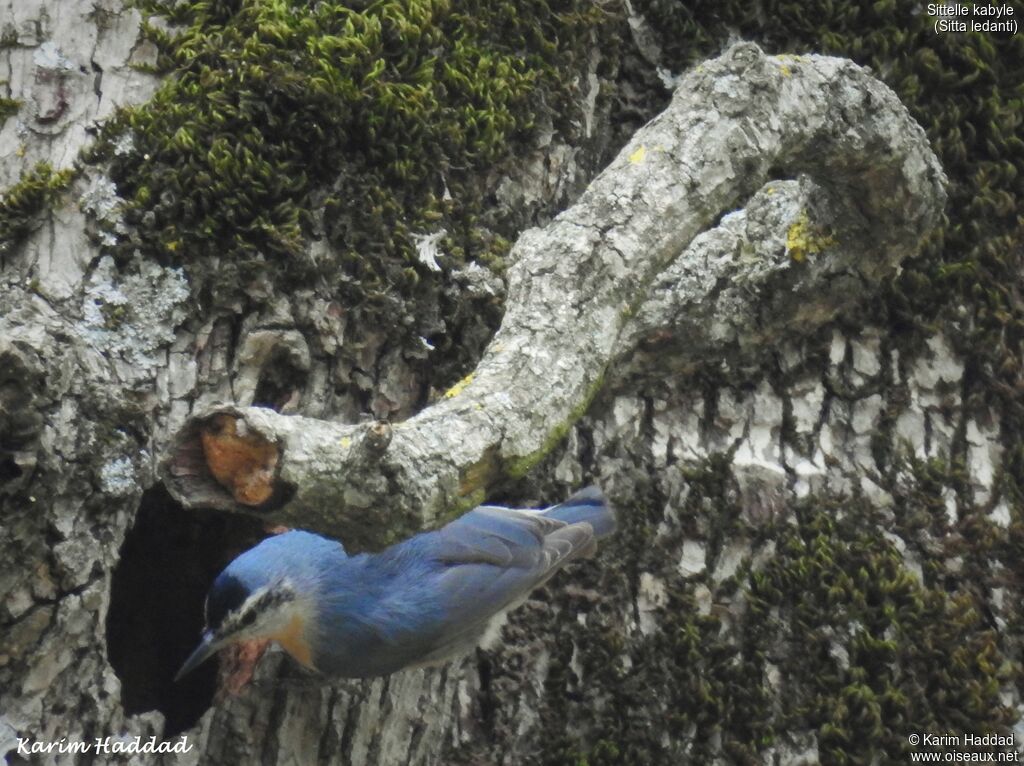 Algerian Nuthatch male adult breeding, aspect, Reproduction-nesting