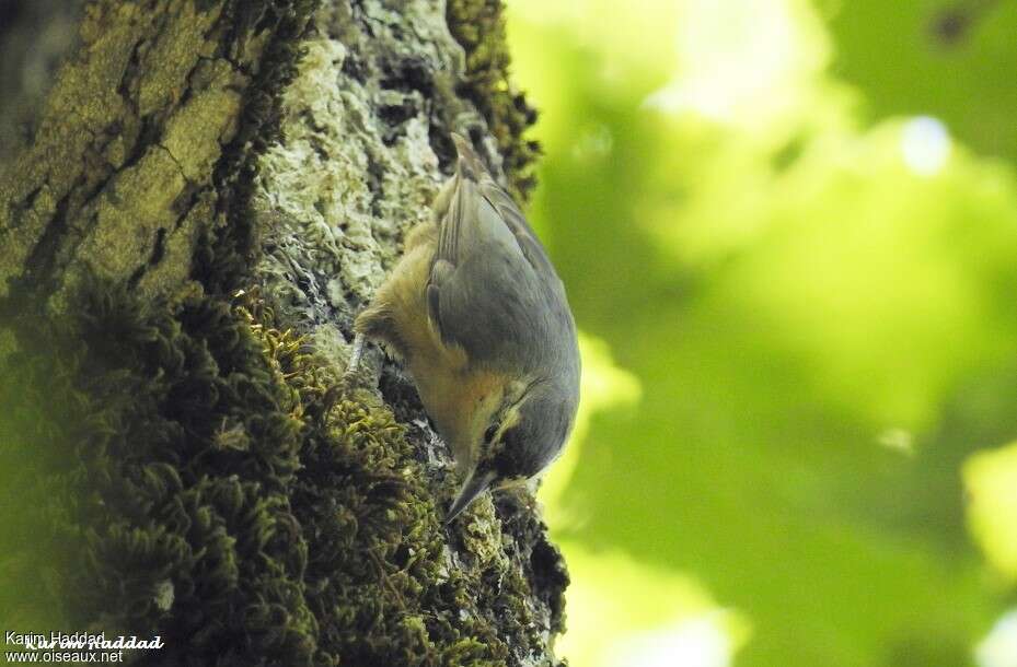 Algerian Nuthatch female adult breeding, walking, Reproduction-nesting