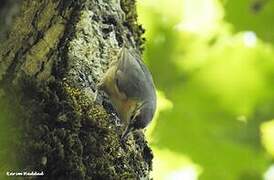 Algerian Nuthatch