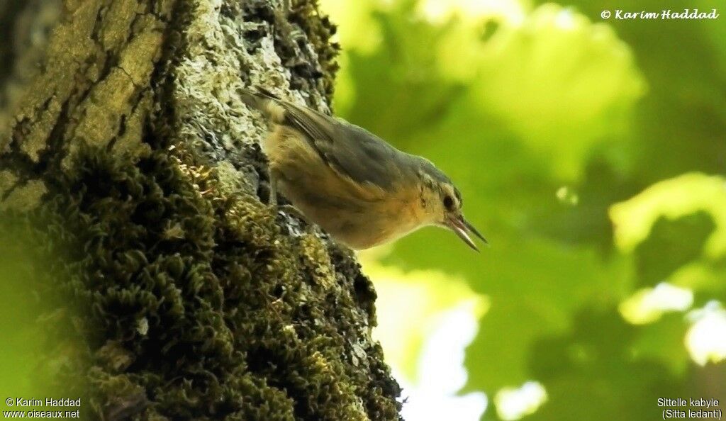 Algerian Nuthatch female adult breeding, habitat, walking, Reproduction-nesting