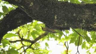 Algerian Nuthatch