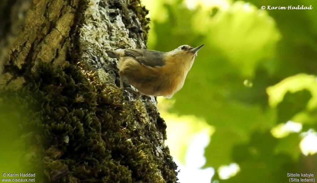 Algerian Nuthatch female adult breeding, habitat, walking, eats, Reproduction-nesting