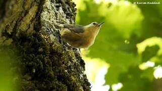 Algerian Nuthatch