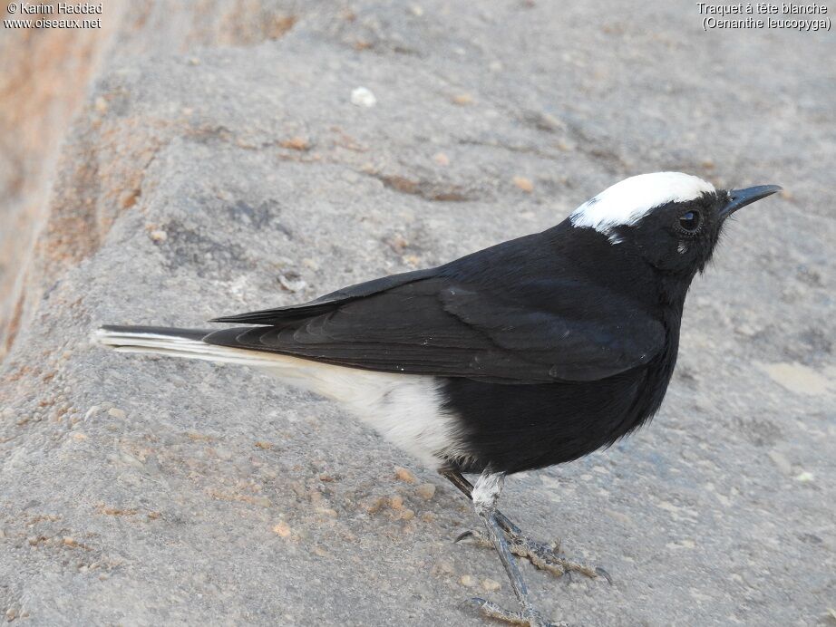 White-crowned Wheatearadult, identification, walking, eats