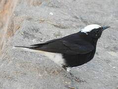 White-crowned Wheatear