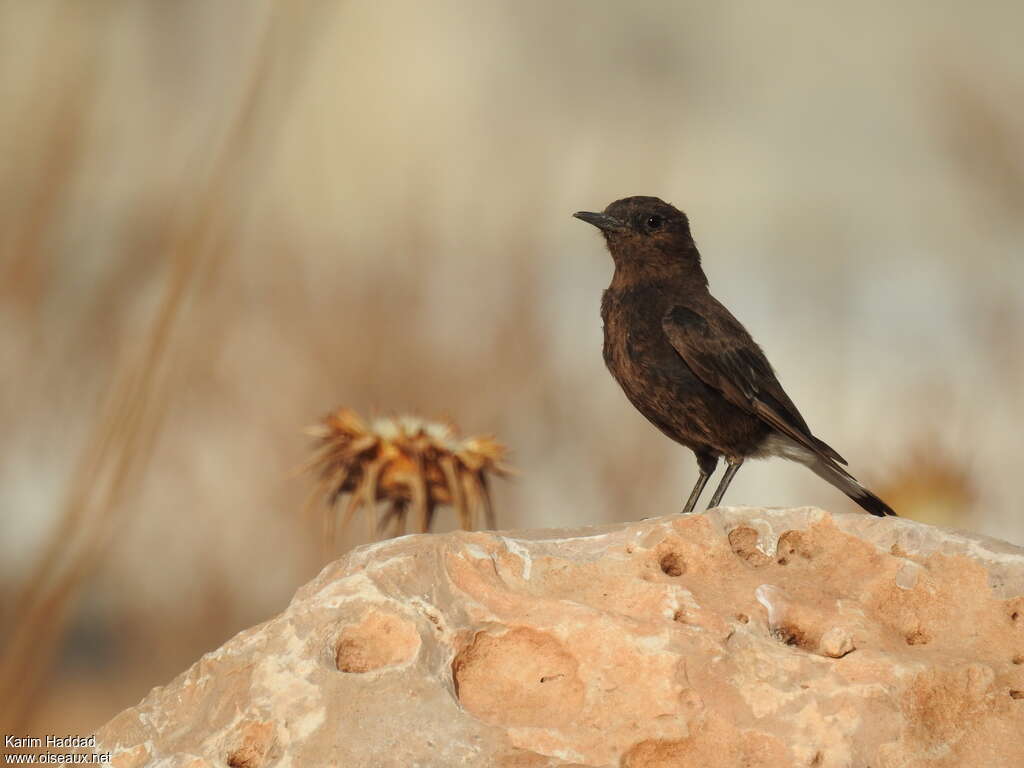 Black Wheatear female adult, identification