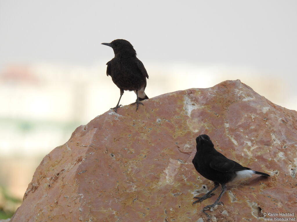 Black Wheatearadult, habitat