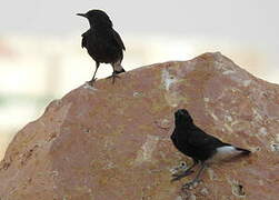 Black Wheatear