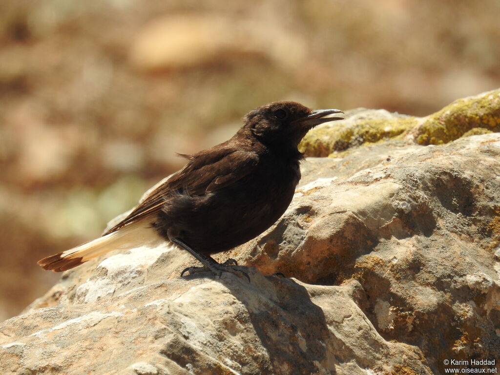 Black Wheatear male adult