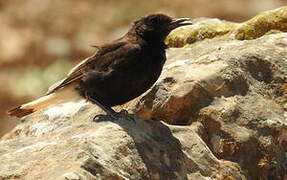 Black Wheatear