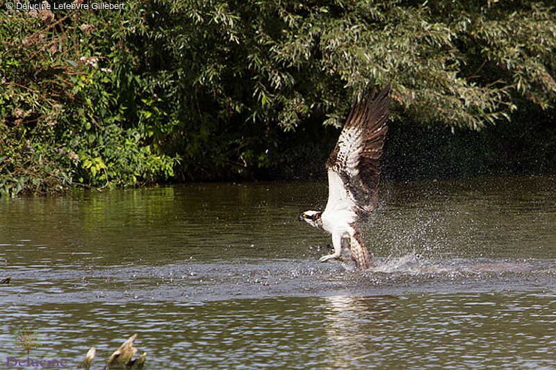 Balbuzard pêcheur