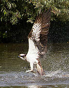 Western Osprey