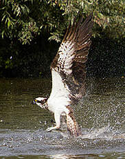 Balbuzard pêcheur