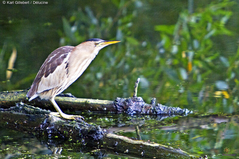 Little Bittern