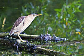 Little Bittern