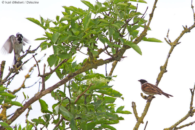 Common Reed Bunting male adult, Behaviour