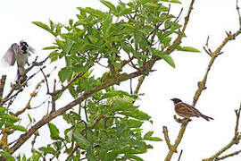 Common Reed Bunting