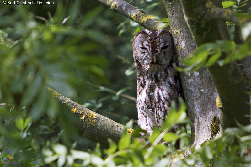 Tawny Owladult