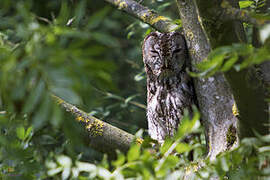 Tawny Owl