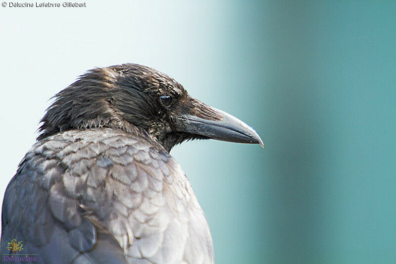 Carrion Crow