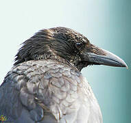 Carrion Crow