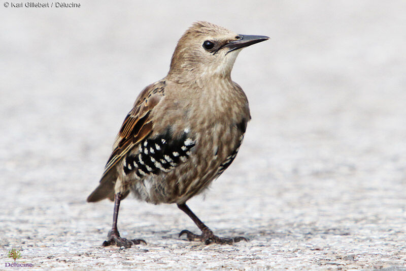 Common Starlingjuvenile