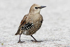 Common Starling