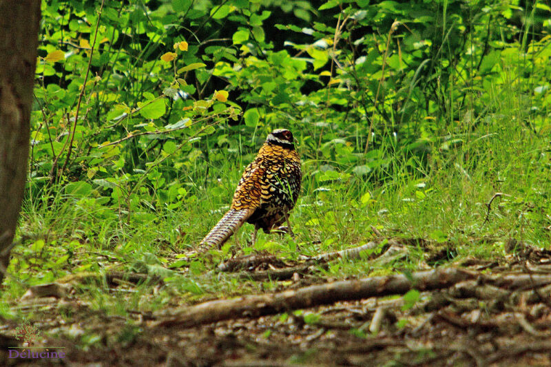 Reeves's Pheasant