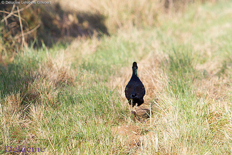 Green Pheasant