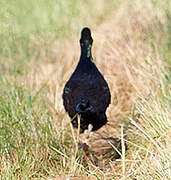 Green Pheasant