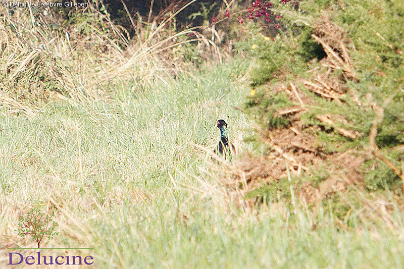 Green Pheasant