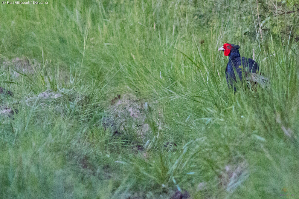 Green Pheasant male adult