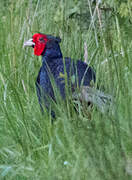 Green Pheasant