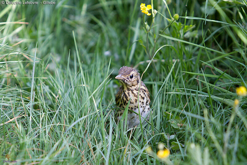 Song Thrush