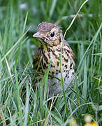 Song Thrush