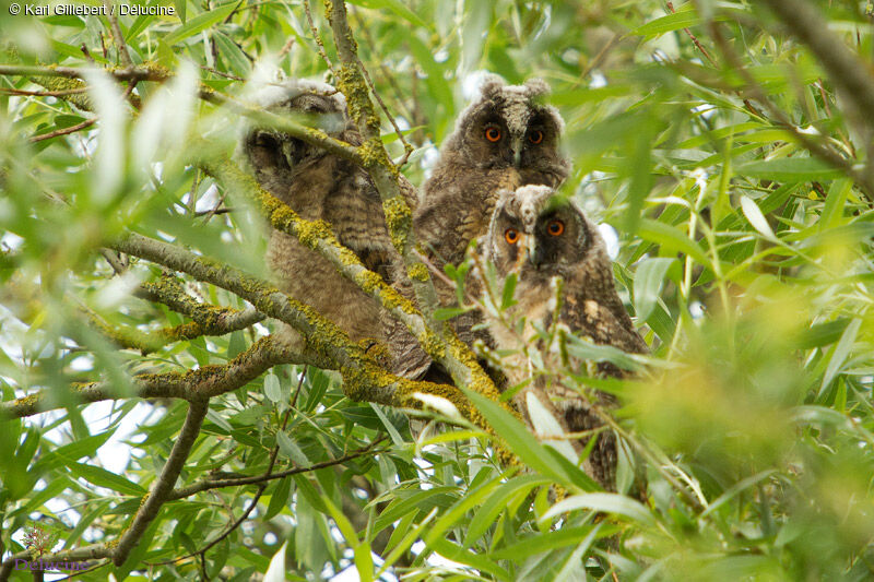 Long-eared Owljuvenile, Behaviour