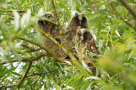 Long-eared Owl