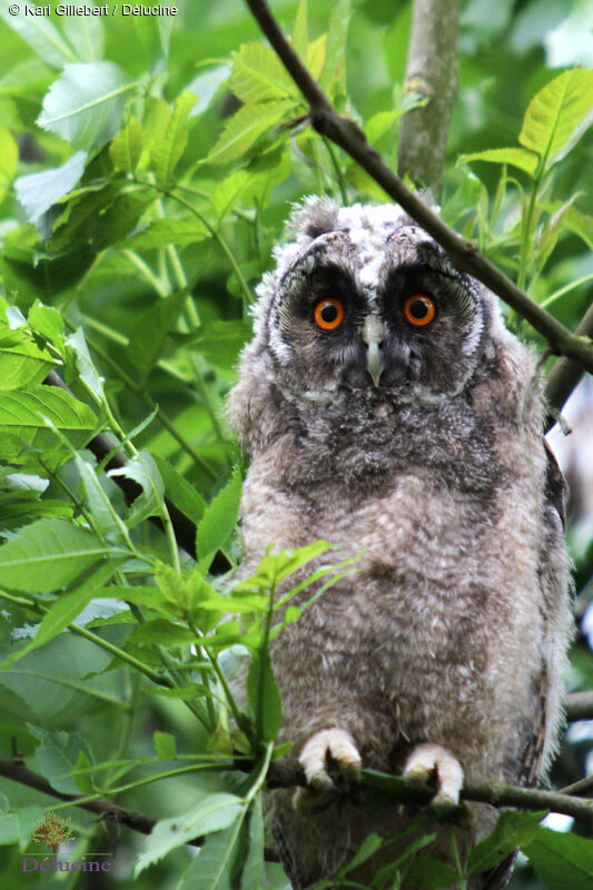 Long-eared Owljuvenile