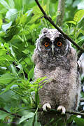 Long-eared Owl