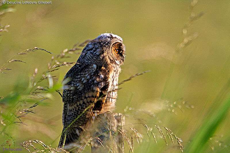 Hibou moyen-duc