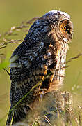 Long-eared Owl