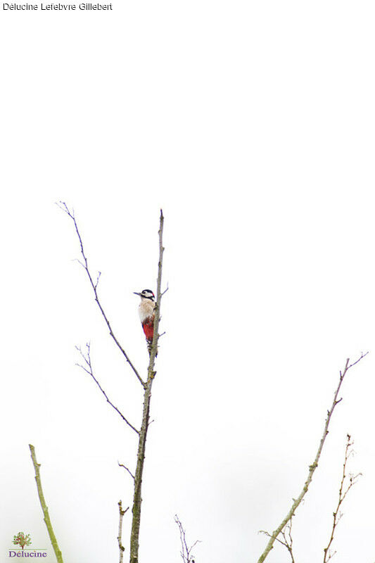 Great Spotted Woodpecker male