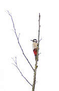 Great Spotted Woodpecker