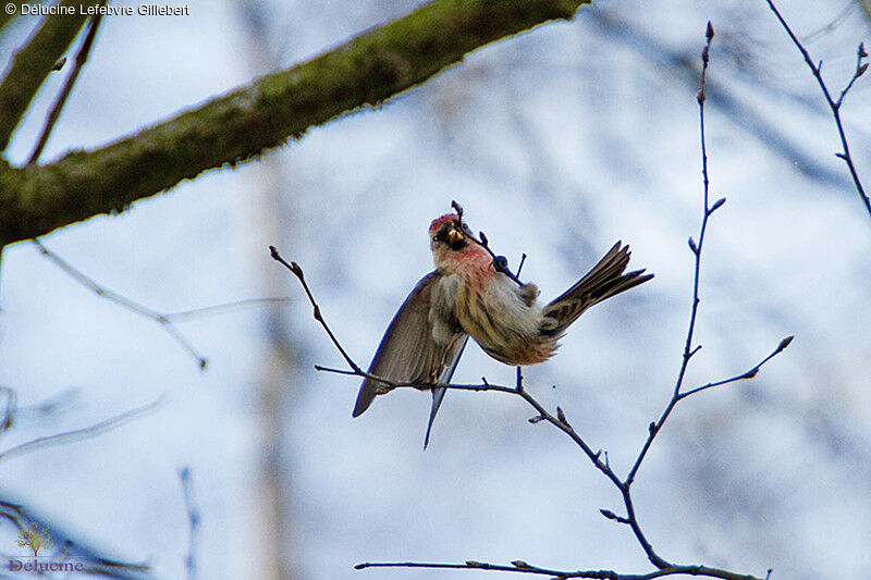 Common Redpoll