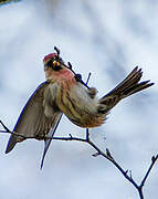 Common Redpoll