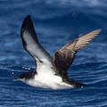 Townsend's Shearwater
